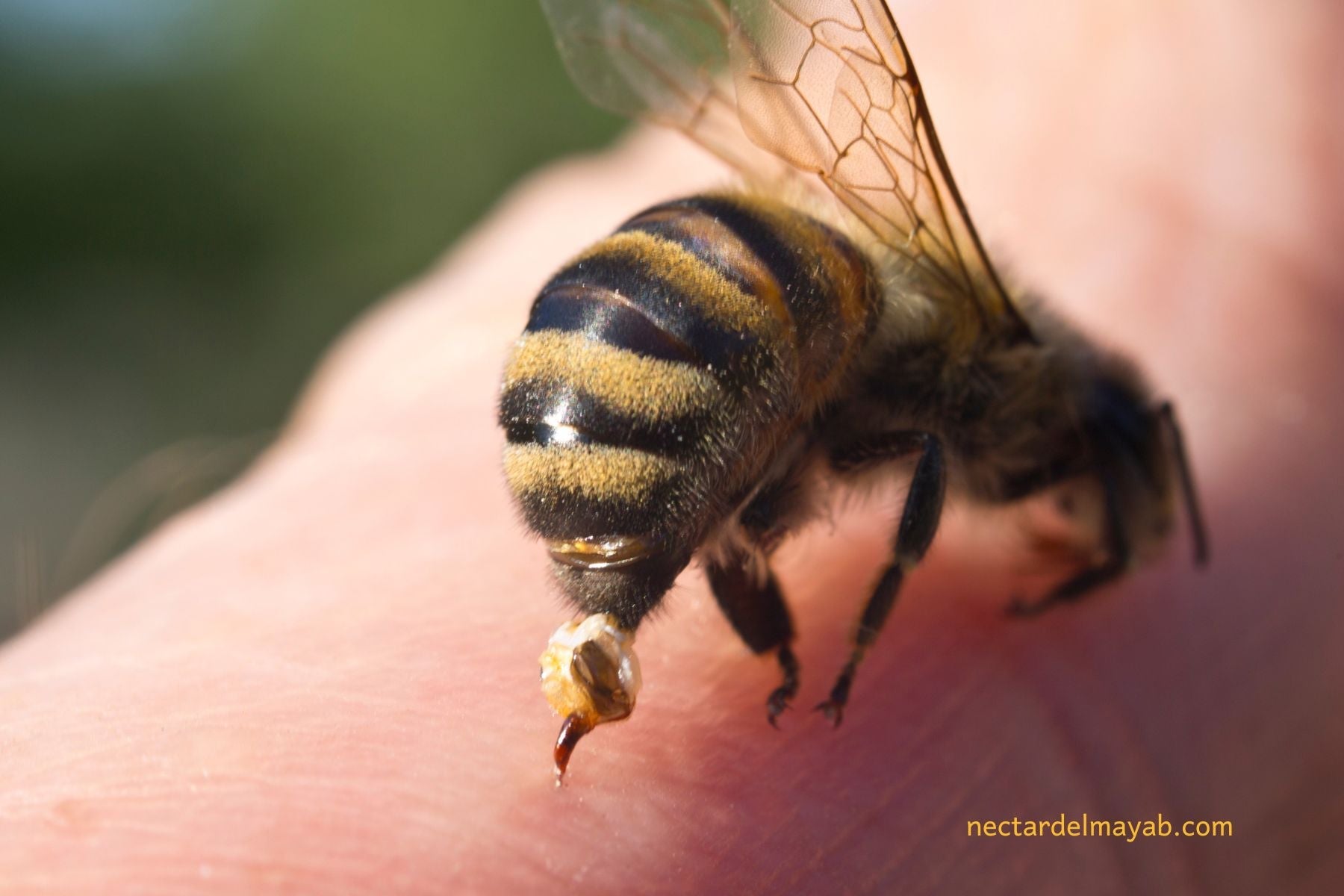 La Apitoxina: El Renacimiento del "Oro Líquido" en la Salud Natural